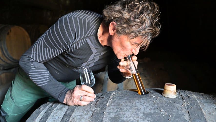 Résurrection des cépages oubliés : un combat écologique